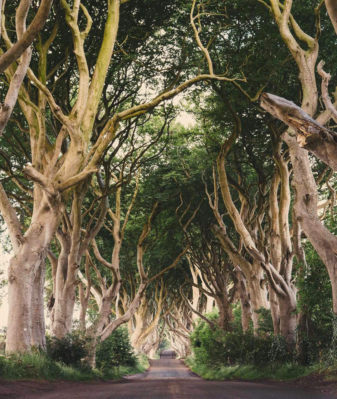 #TravelTuesday: Wander Through Your Local Forest